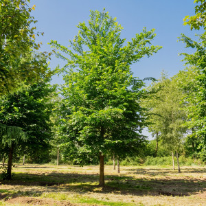 Ulm alb european (Ulmus laevis) la ghiveci 2L
