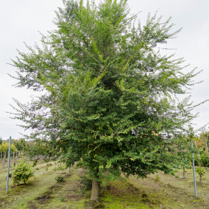 Ulm de câmp (Ulmus minor) la ghiveci 2L