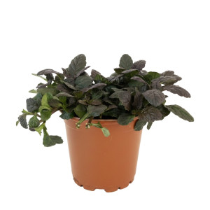 Vinețică (Ajuga) Mahagony