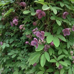 Viță de ciocolată (Akebia quinata)