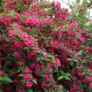 Weigela Bristol Ruby