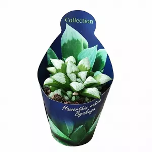 Haworthia Byakuya (Haworthia mutica) la ghiveci ø 10,5 cm