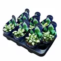 Haworthia Byakuya (Haworthia mutica) la ghiveci ø 10,5 cm