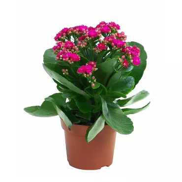 Kalanchoe Pink Serenade, roz ®
