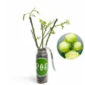 Trandafir teahibrid Green
