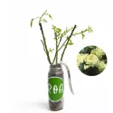 Trandafir urcător Green