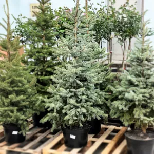 Brad argintiu de Crăciun la ghiveci 20L (Picea pungens Glauca Misty Blue), 160-200 cm