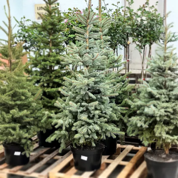 Brad argintiu de Crăciun la ghiveci 20L (Picea pungens Glauca Misty Blue), 160-200 cm