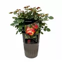 Trandafir floribunda Mein München la ghiveci 3L