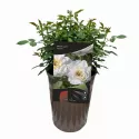 Trandafir pitic Snow Cap ® la ghiveci 3L