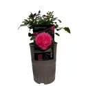Trandafir floribunda Leonardo da Vinci ® la ghiveci 3L