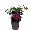 Trandafir floribunda Magic Aroma ® la ghiveci 3L
