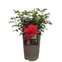 Trandafir floribunda Tara Reka ® la ghiveci 3L
