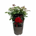 Trandafir floribunda Carmine Vaza ® la ghiveci 3L