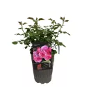 Trandafir floribunda Pink Vaza ® la ghiveci 3L