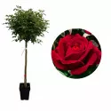 Trandafir pomișor (pe tulpină) Dame de Coeur la ghiveci 5L