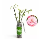 Trandafir floribunda Pink
