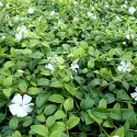 Saschiu (Vinca minor) Alba Variegata