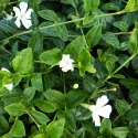 Saschiu (Vinca minor) Alba Variegata
