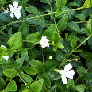 Saschiu (Vinca minor) Alba Variegata