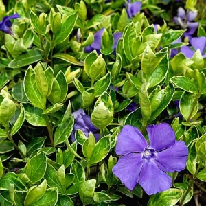 Saschiu (Vinca minor) Ralph Shugert