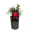 Trandafir floribunda Little Buckaroo ® la ghiveci 3L