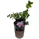 Trandafir floribunda Pink Ruf ® la ghiveci 3L