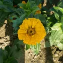 Semințe de Zinnia (Cârciumăreasă) Canary Bird