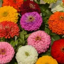 Seminte de Zinnia (Cârciumăreasă) Super Yoga, mix multicolor