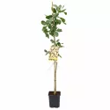 Fistic aclimatizat Peters (mascul polenizator)