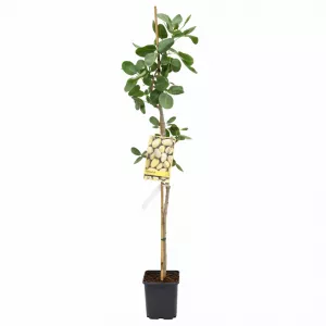Fistic aclimatizat Peters (mascul polenizator)