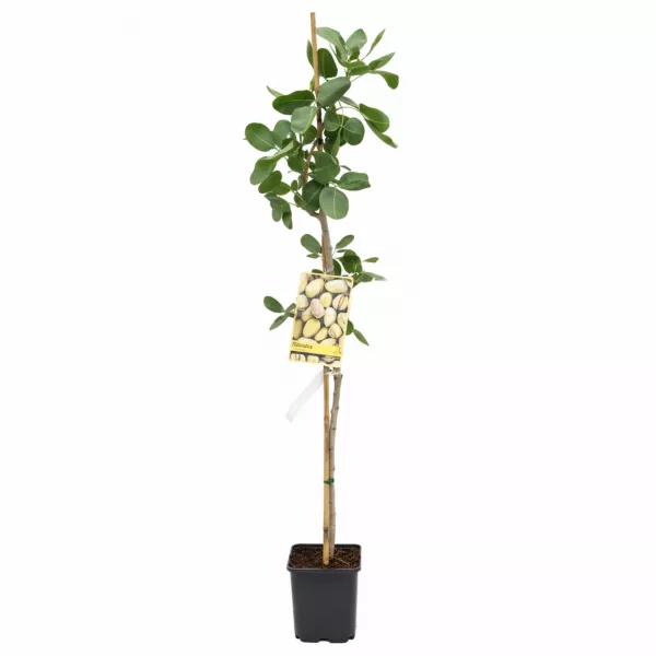 Fistic aclimatizat Peters (mascul polenizator)