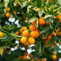 Kumquat (Citrus japonica)