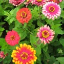 Seminte de Zinnia (Cârciumăreasă) Caroussel Legutko