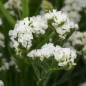 Seminte de Limonium sinuatum (Sărăturică) alb
