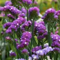Seminte de Limonium sinuatum (Sărăturică) violet