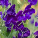 Semințe de Lathyrus odoratus (Sângele voinicului) violet
