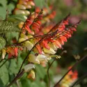 Seminte de Mina lobata bicoloră