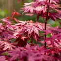 Arțar japonez roșu (Acer palmatum Atropurpureum)
