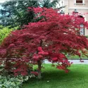 Arțar japonez roșu (Acer palmatum Atropurpureum)