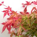 Arțar japonez Beni Maiko (Acer palmatum Beni Maiko)