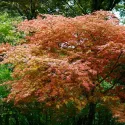Arțar japonez Deshojo (Acer palmatum Deshojo)