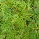 Arțar japonez Emerald Lace (Acer palmatum Emerald Lace)