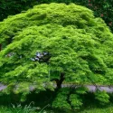 Arțar japonez Emerald Lace (Acer palmatum Emerald Lace)