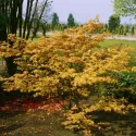 Arțar japonez Orange Dream (Acer palmatum Orange Dream)