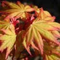 Arțar japonez Orange Dream (Acer palmatum Orange Dream)