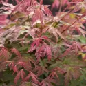 Arțar japonez Phoenix (Acer palmatum Phoenix)