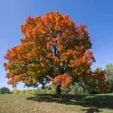 Arțar (Acer platanoides)