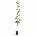 Arțar (Acer platanoides)