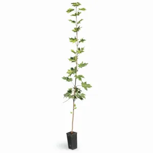 Arțar (Acer platanoides)